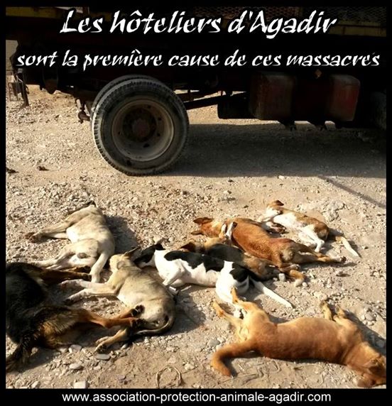 1620462_701011083286642_728239960288072553_n